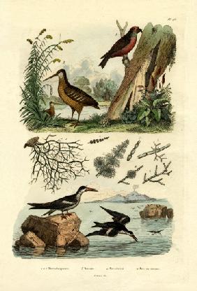 Woodcock 1833-39