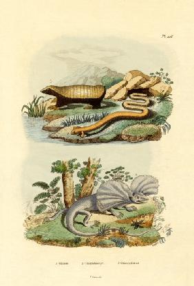Worm Lizard 1833-39