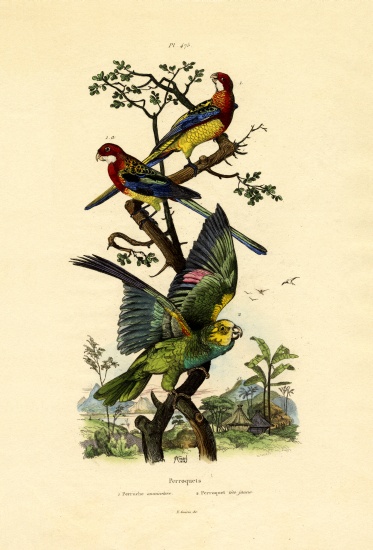 Yellow-headed Parrot von French School, (19th century)