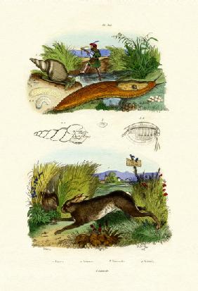 Yellow Slug 1833-39