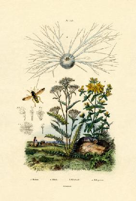 Yellowjacket Hoover Fly 1833-39