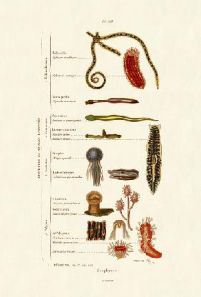 Zoophytes 1833-39