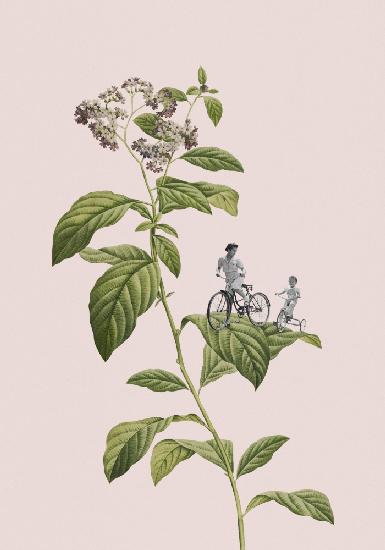 Botanisches Radfahren