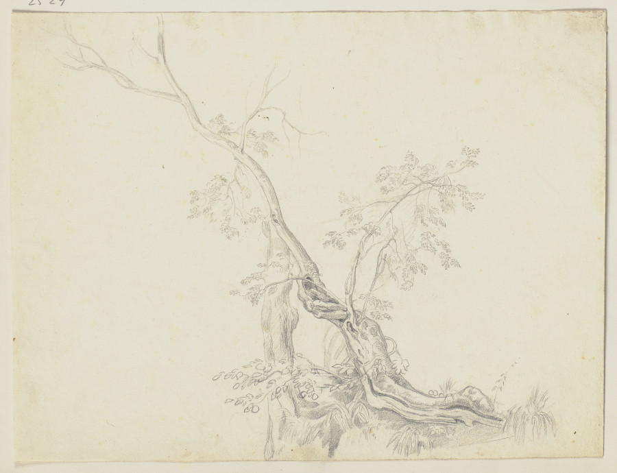 Bäume von Friedrich Metz