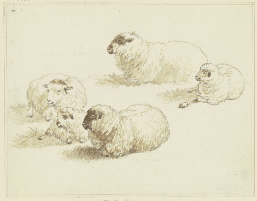 Fünf Schafe von Friedrich Wilhelm Hirt