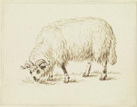 Grasendes Schaf