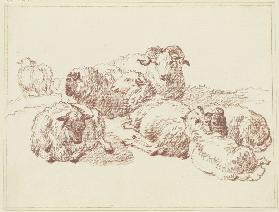 Schafe auf einer Anöhe
