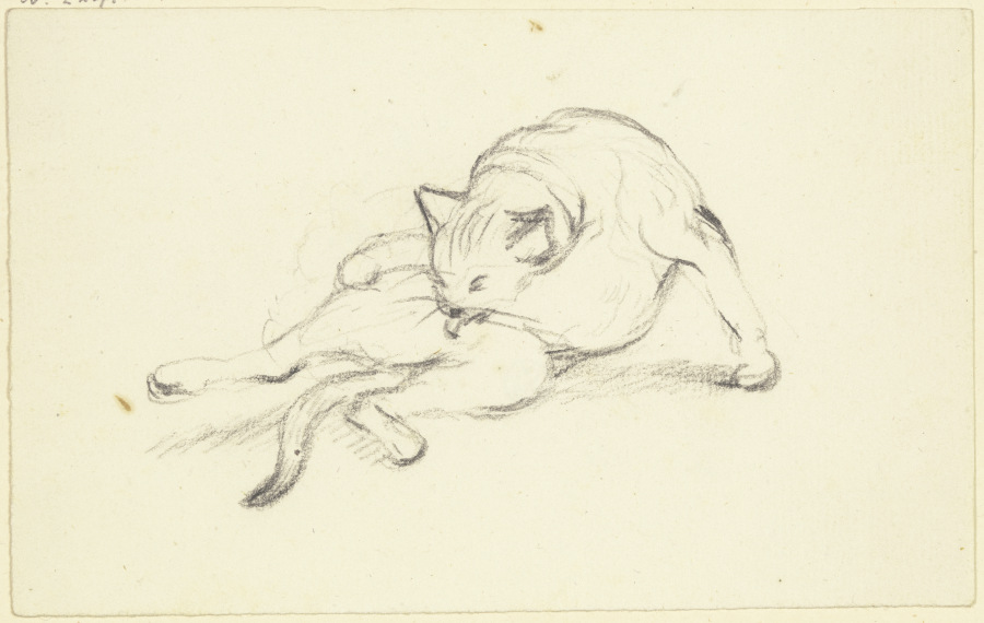 Sich putzende Katze von Friedrich Wilhelm Hirt