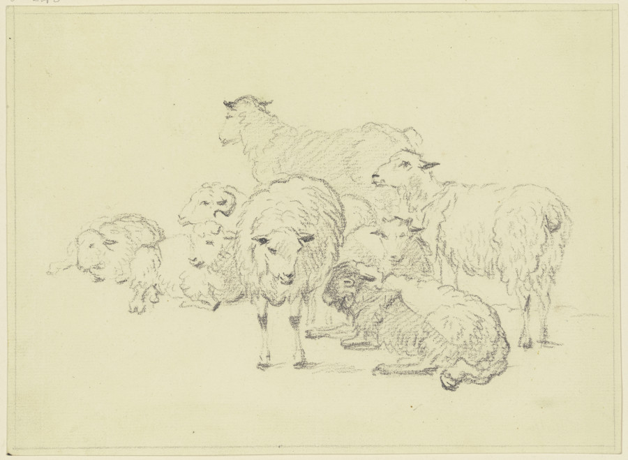 Sieben Schafe von Friedrich Wilhelm Hirt