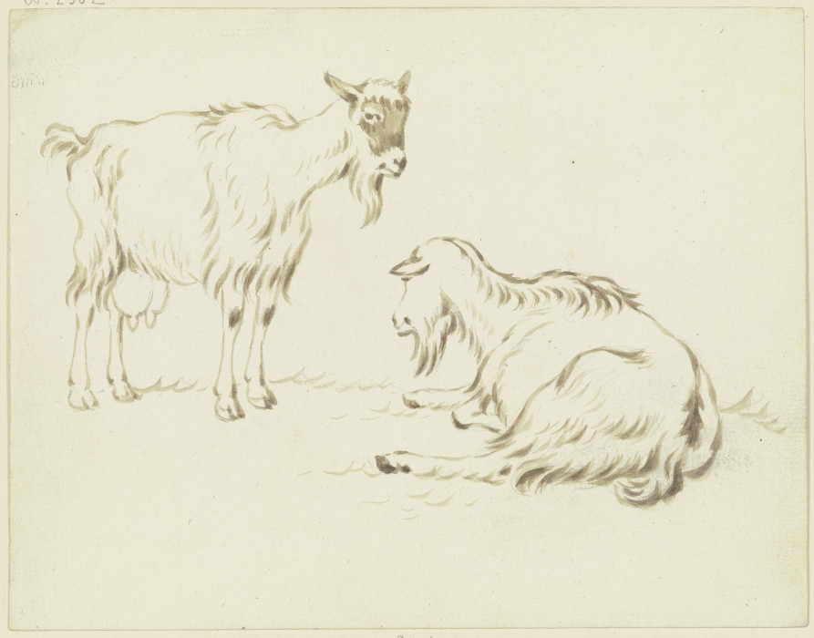Stehende und liegende Ziege von Friedrich Wilhelm Hirt