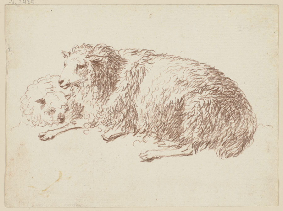 Zwei liegende Schafe von Friedrich Wilhelm Hirt