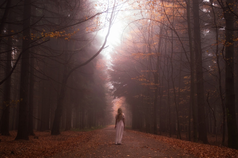 Mein Herbstwald von Gabriela Slegrova