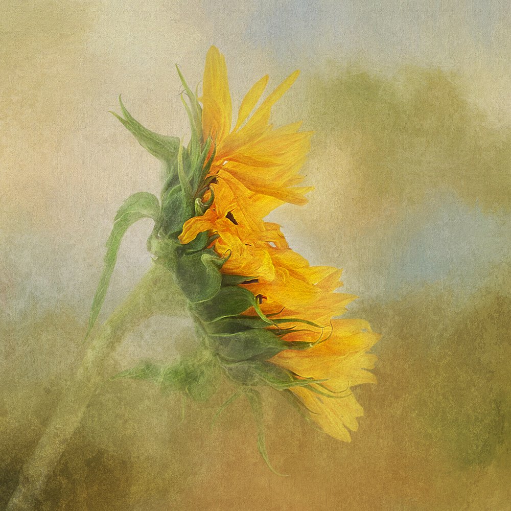 Verblassende Sonnenblume von Gaille Gray