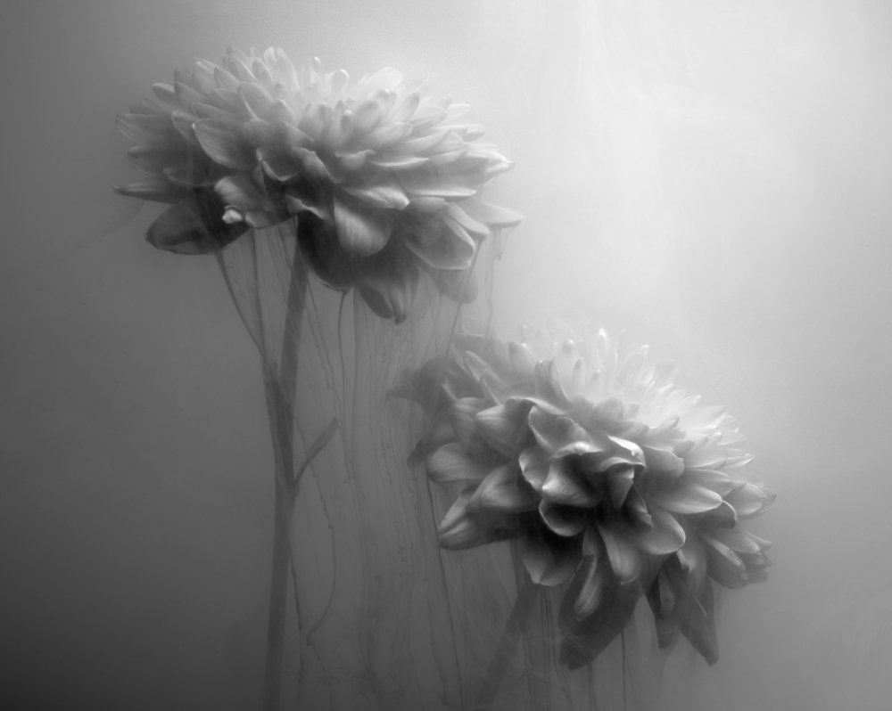 Hauchdünne Blumen von Gary Perlow