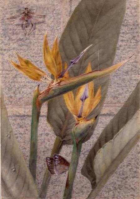 A Strelizia Lily von General John Chamberlayne