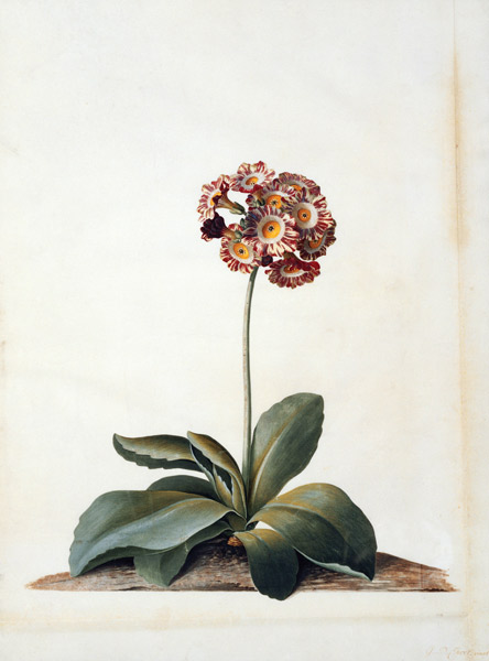 Primula Auricula Variegata. von Georg Dionysius Ehret