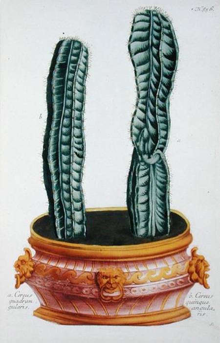 Cereus quadrangularis and Cereus quinque angularis, from 'Phytanthoza Iconographia', by Johann Wilhe von Georg Dionysius Ehret