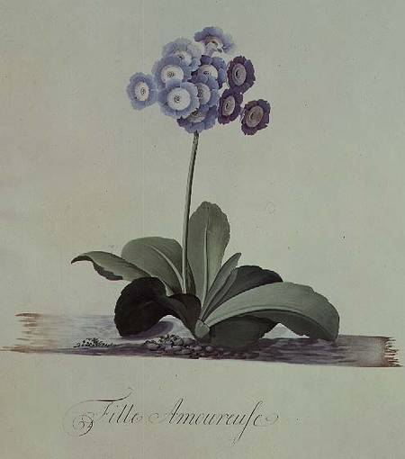 Fille Amoureuse (Blue Auricula) von Georg Dionysius Ehret