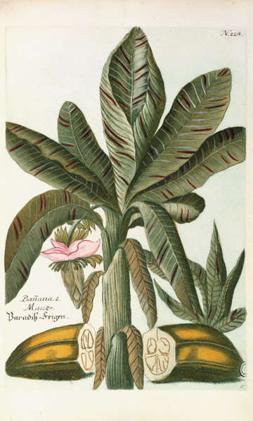 Banana, from J. Weinmann's Phytanthoza Iconographia von Georg Dionysius Ehret