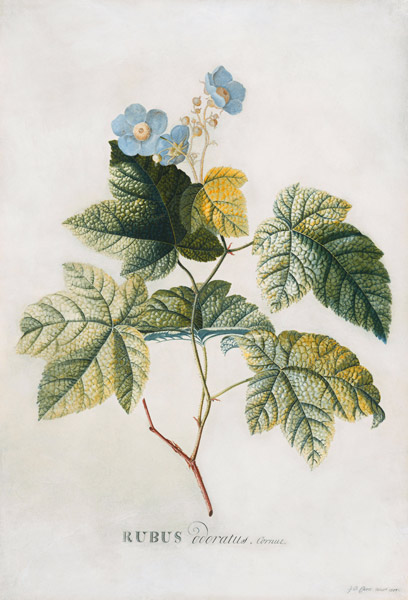 Rubus von Georg Dionysius Ehret