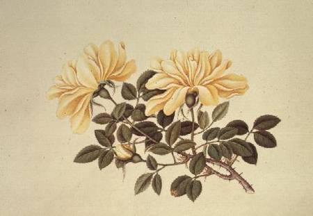 Rose: Chinese von Georg Dionysius Ehret
