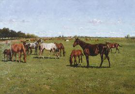 Stuten mit ihren Fohlen 1917
