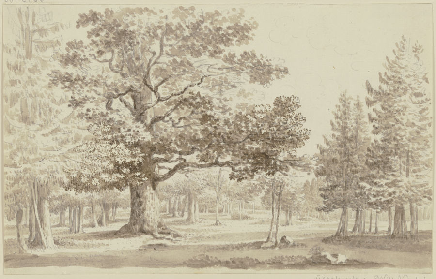 Waldlichtung, links vorne eine mächtige Eiche von Georg Melchior Kraus