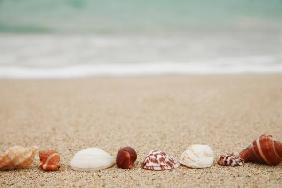 Shells