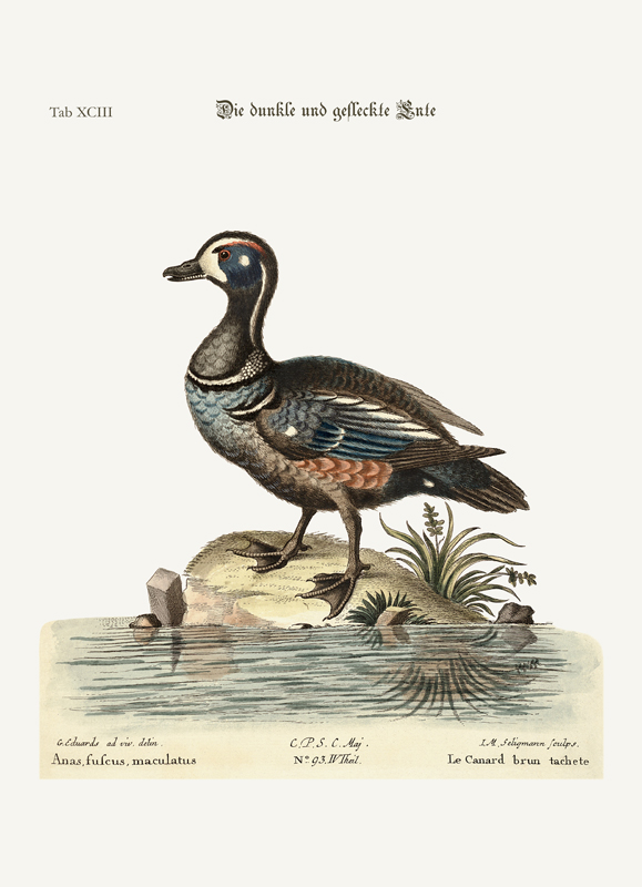 The Dusky and Spotted Duck von George Edwards