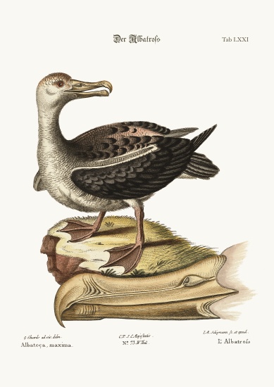 The Albatross von George Edwards