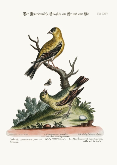 The American Goldfinch, Cock and Hen von George Edwards