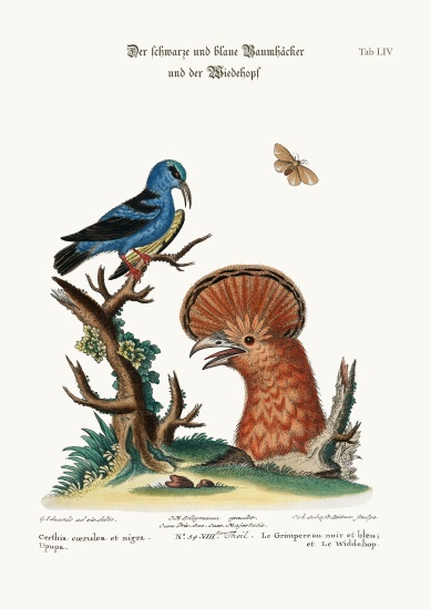 The Black and Blue Creeper, and the Hoopoe Hen von George Edwards
