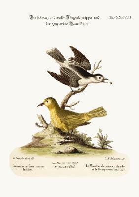 The Black and White Flycatcher, and the All-green Creeper 1749-73