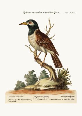The Black and White Indian Starling 1749-73