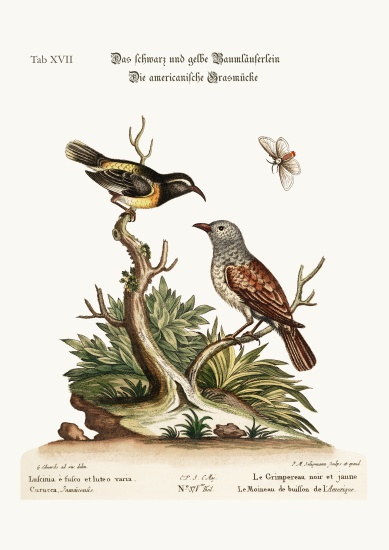 The Black and Yellow Creeper. The American Hedge-Sparrow von George Edwards