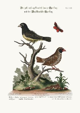 The Black and Yellow Frizled Sparrow, and the Brasilian Sparrow 1749-73