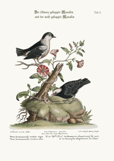 The Black-capped Manakin, and the White-capped Manakin von George Edwards