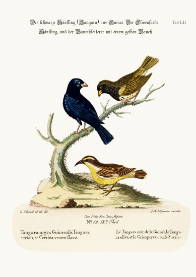 The Black Linnet, the Olive-coloured Linnet, and the Yellow-bellied Creeper von George Edwards