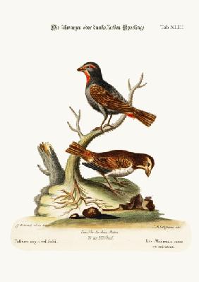 The Black or Dusky Sparrows 1749-73