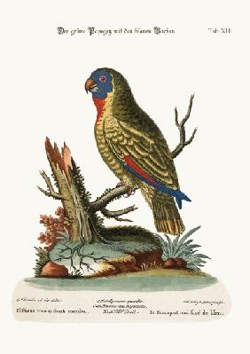 The Blue-faced Green Parrot 1749-73