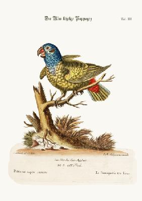 The Blue-headed Parrot 1749-73