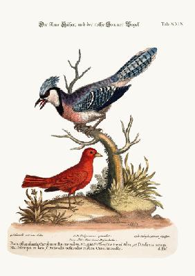 The Blue Jay, and the Summer Red-Bird 1749-73