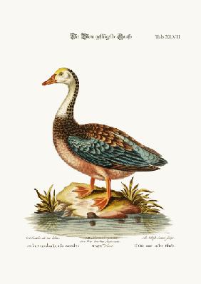 The Blue-Winged Goose 1749-73