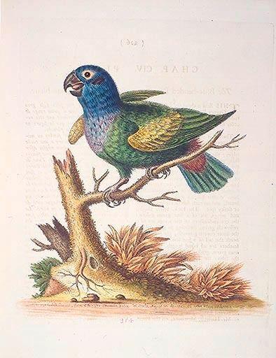 The Blueheaded Parrot. / Le Perroquet bleue von George Edwards