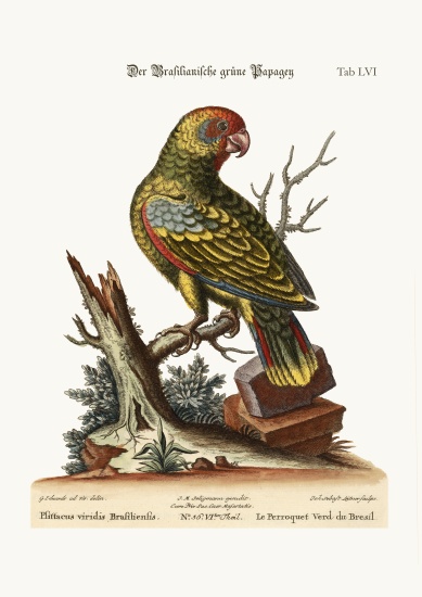The Brasilian Green Parrot von George Edwards