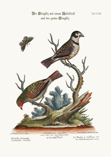 The Collared Finch, and the Green Goldfinch von George Edwards