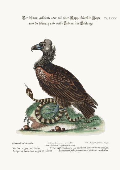 The Crested or Coped Black Vulture, and the Black and White Indian Snake von George Edwards