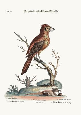 The crested Red or russit Butcher-Bird 1749-73