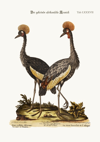 The crowned African Crane von George Edwards