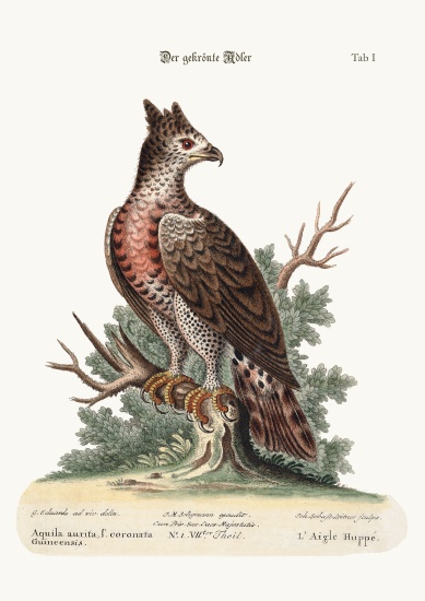 The Crowned Eagle von George Edwards